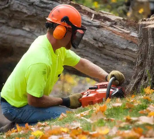 tree services Schenevus